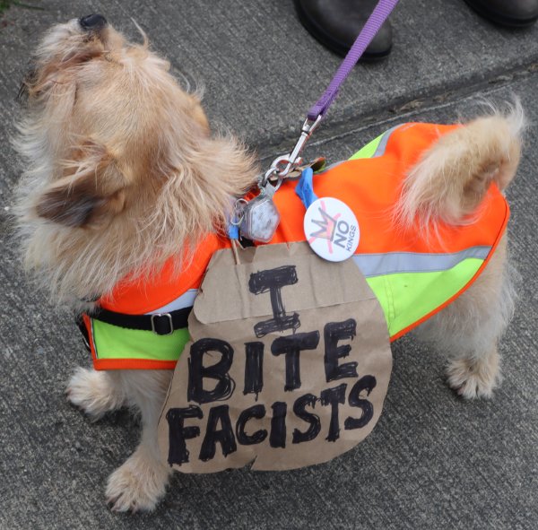 dog with sign I bite facists